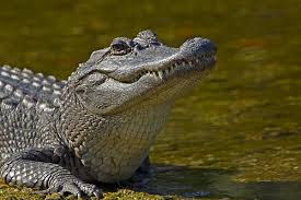 alligator