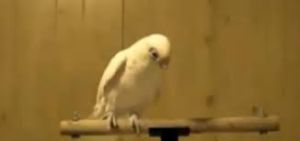 bird
