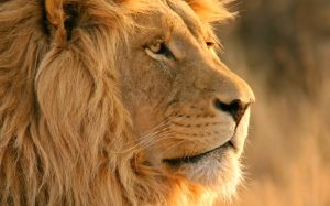 lion-wide