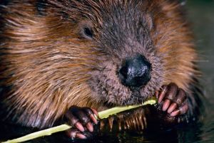 Close-up view of North American beaver (Castor canadensis) holding stick, Montana, USA